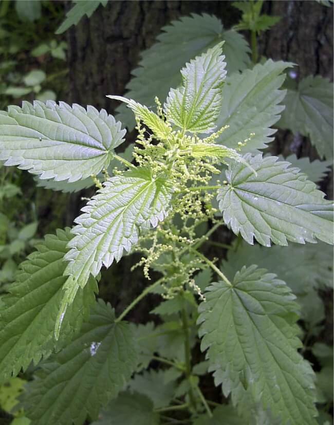 Ervas Naturais 3 Como usar a Urtiga - Urtica dioica
